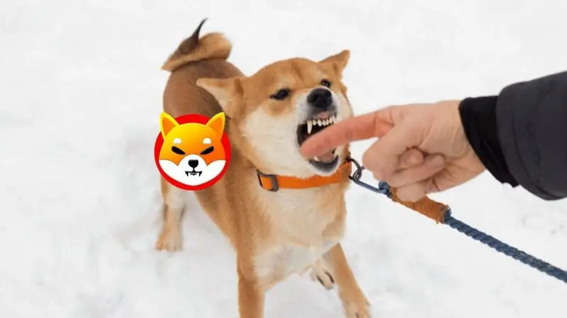 Shiba Inu Bites Biting