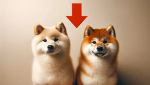 Why Are Dogecoin & Shiba Inu Falling By Over 10% Today?